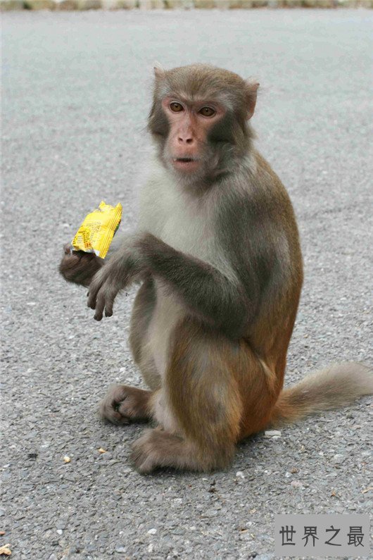 动物世界中的十大骗子,骗人的技术超过人类