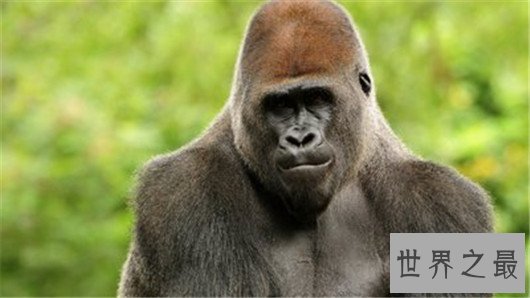 动物世界中的十大骗子,骗人的技术超过人类