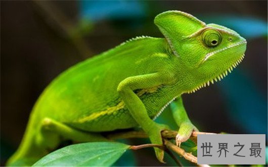 动物世界中的十大骗子,骗人的技术超过人类