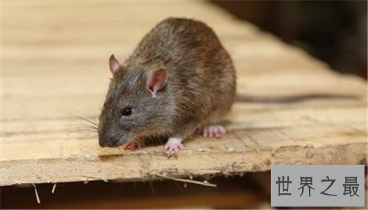 动物世界中的十大骗子,骗人的技术超过人类