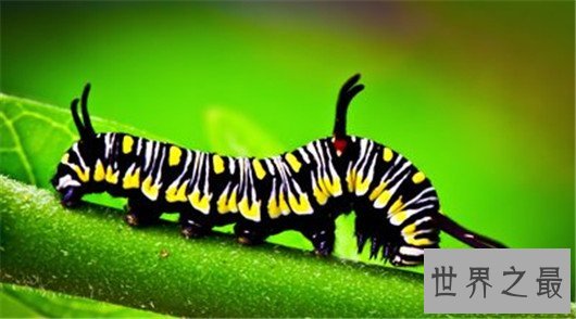 动物世界中的十大骗子,骗人的技术超过人类