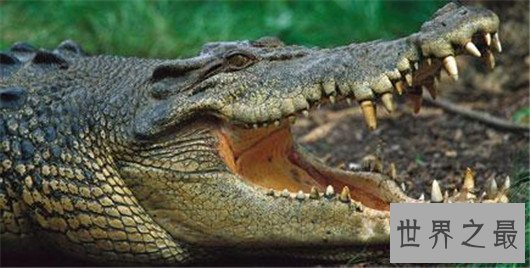 动物世界中的十大骗子,骗人的技术超过人类