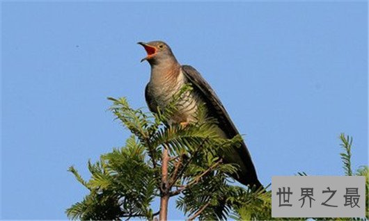 动物世界中的十大骗子,骗人的技术超过人类