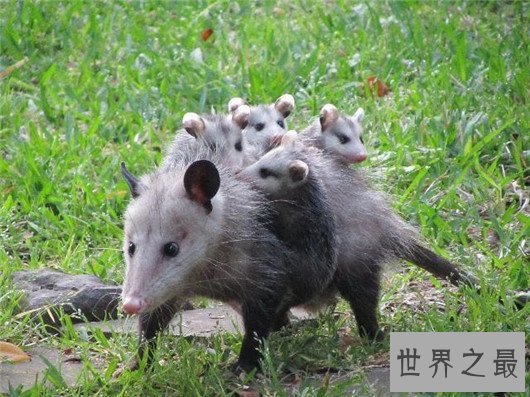 动物世界中的十大骗子,骗人的技术超过人类