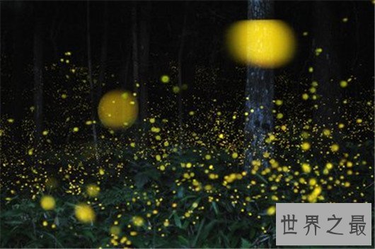 动物世界中的十大骗子,骗人的技术超过人类