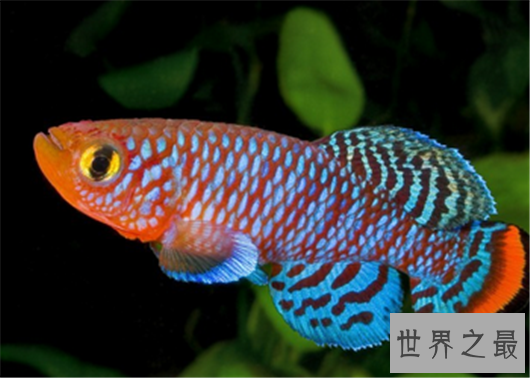 世界上生命最短暂的鱼,生存的时间短的让人惋惜