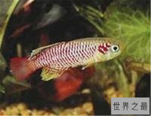 世界上生命最短暂的鱼,生存的时间短的让人惋惜