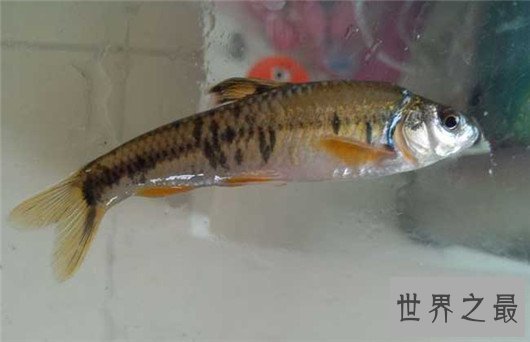 世界上生命最短暂的鱼,生存的时间短的让人惋惜