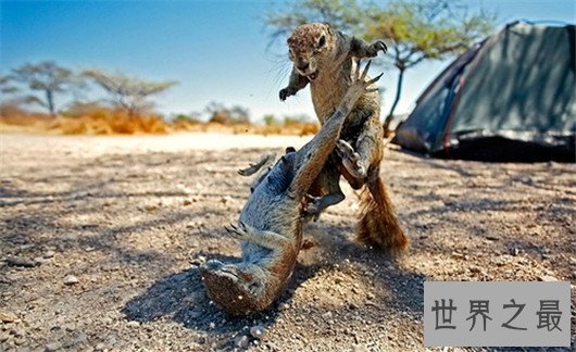 世界最臭名昭著的动物排行,它让很多人的闻声色变