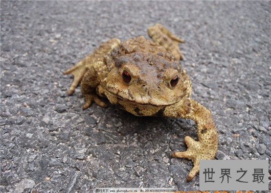 世界最臭名昭著的动物排行,它让很多人的闻声色变