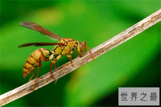 世界最臭名昭著的动物排行,它让很多人的闻声色变