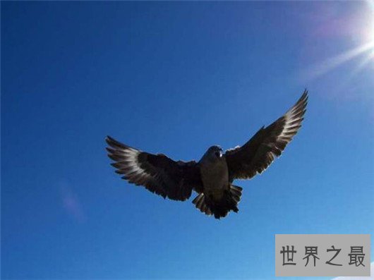 世界最臭名昭著的动物排行,它让很多人的闻声色变