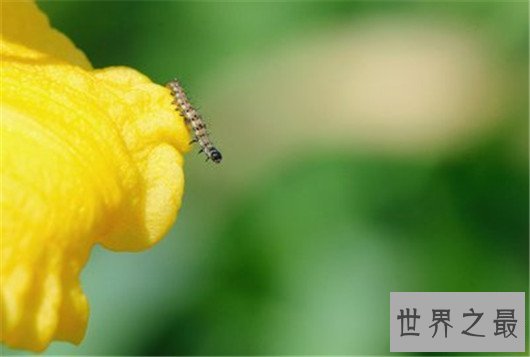 世界最臭名昭著的动物排行,它让很多人的闻声色变