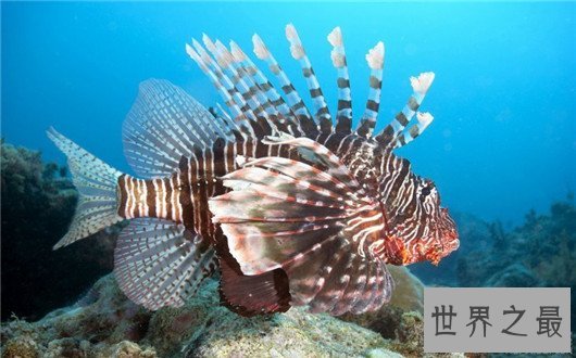 世界最臭名昭著的动物排行,它让很多人的闻声色变