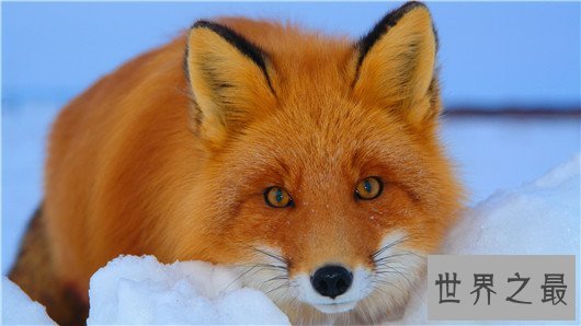 世界最臭名昭著的动物排行,它让很多人的闻声色变