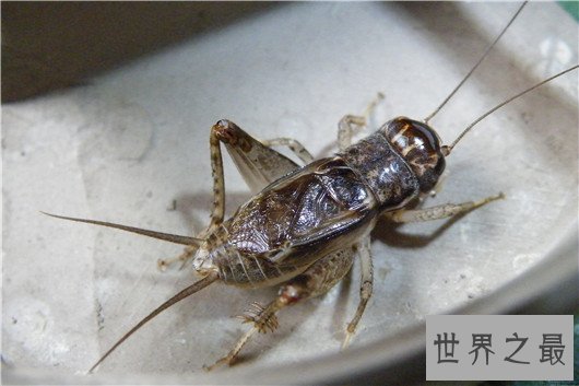 世界最臭名昭著的动物排行,它让很多人的闻声色变