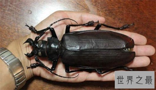 世界上最大的虫子,像是一个手掌一样大的蟑螂