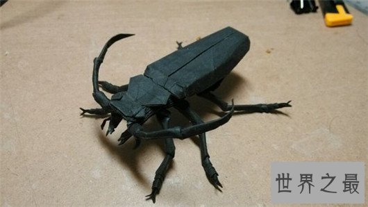世界上最大的虫子,像是一个手掌一样大的蟑螂