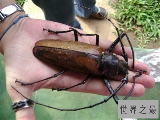 世界上最大的虫子,像是一个手掌一样大的蟑螂