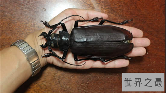 世界上最大的虫子,像是一个手掌一样大的蟑螂