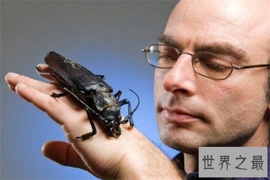 世界上最大的虫子,像是一个手掌一样大的蟑螂