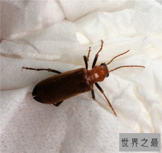 世界上最大的虫子,像是一个手掌一样大的蟑螂