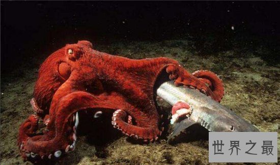 沼泽章鱼毒性很大，攻击手段强大没有对手
