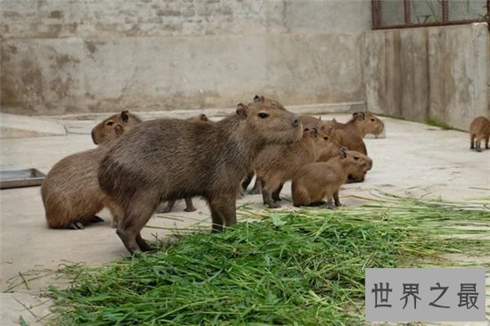 世界最大老鼠,一米长十八斤重!