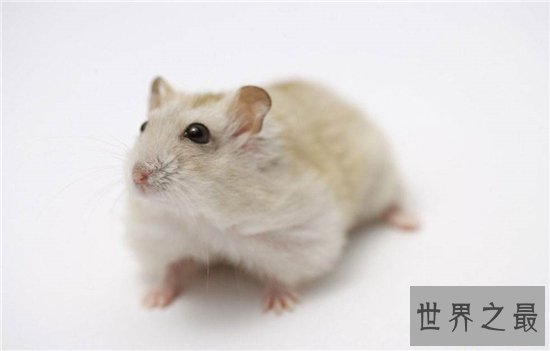 世界最大老鼠,一米长十八斤重!