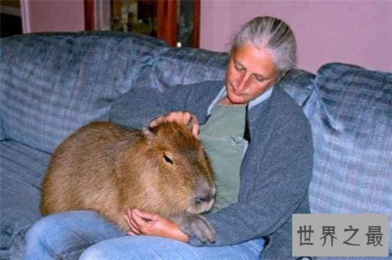 世界最大老鼠,一米长十八斤重!