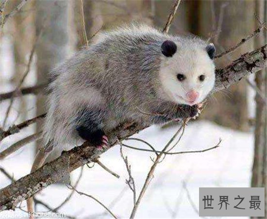 世界最大老鼠,一米长十八斤重!