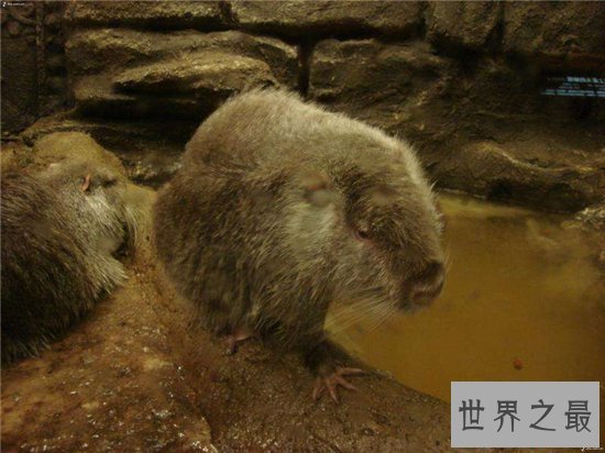 世界最大老鼠,一米长十八斤重!