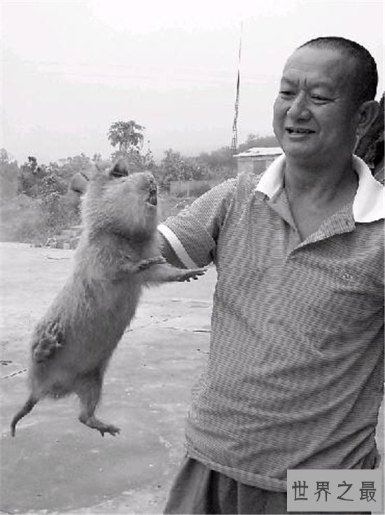 世界最大老鼠,一米长十八斤重!