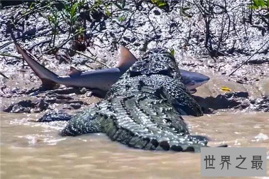 世界最大鳄鱼，湾鳄竟然重达一吨！