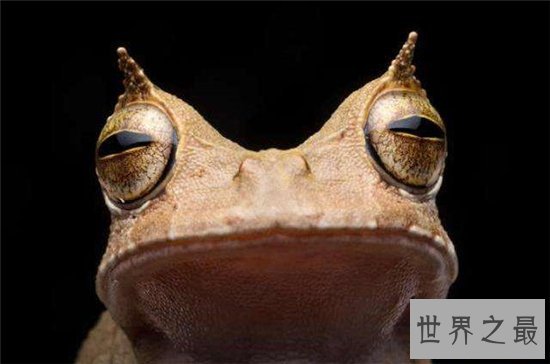 萎缩蛙出生就比成蛙大,成长过程中身形不断萎缩