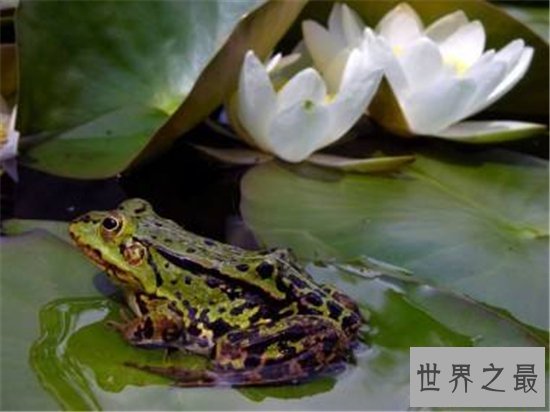 萎缩蛙出生就比成蛙大,成长过程中身形不断萎缩