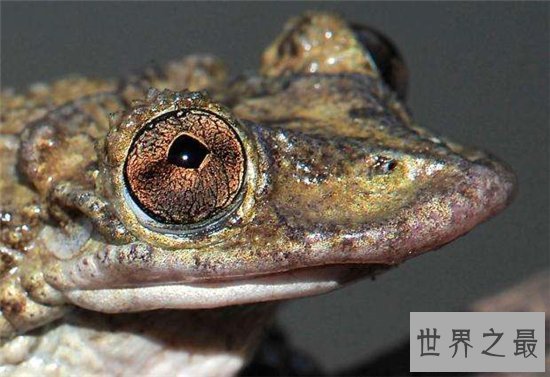 萎缩蛙出生就比成蛙大,成长过程中身形不断萎缩