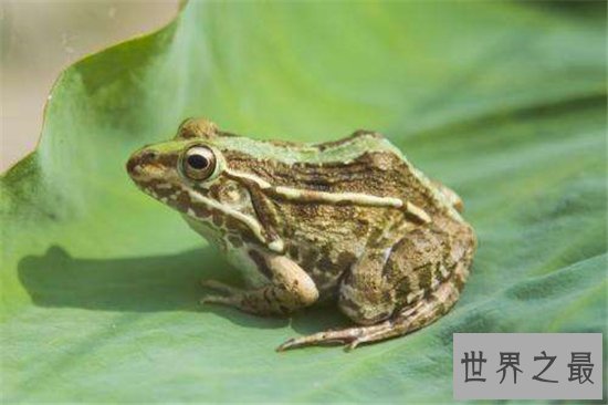 萎缩蛙出生就比成蛙大,成长过程中身形不断萎缩