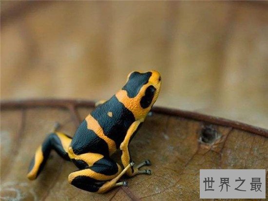 萎缩蛙出生就比成蛙大,成长过程中身形不断萎缩