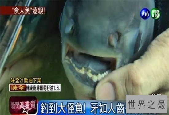 人齿鱼会吃男性的睾丸,认为睾丸是它们的食物