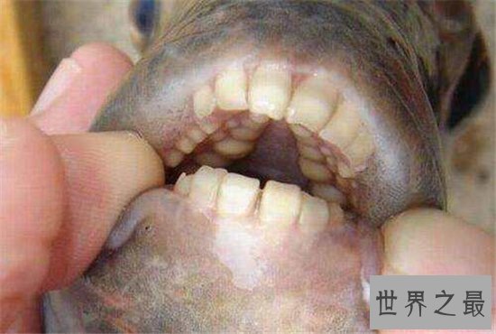 人齿鱼会吃男性的睾丸,认为睾丸是它们的食物