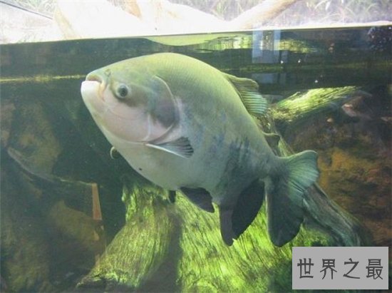 人齿鱼会吃男性的睾丸,认为睾丸是它们的食物