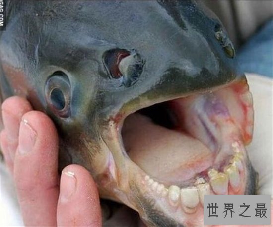 人齿鱼会吃男性的睾丸,认为睾丸是它们的食物