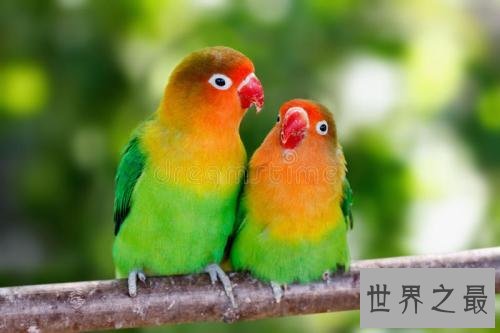 世界上最浪漫的10种动物,河豚竟是第一!