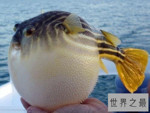 世界上最浪漫的10种动物,河豚竟是第一!