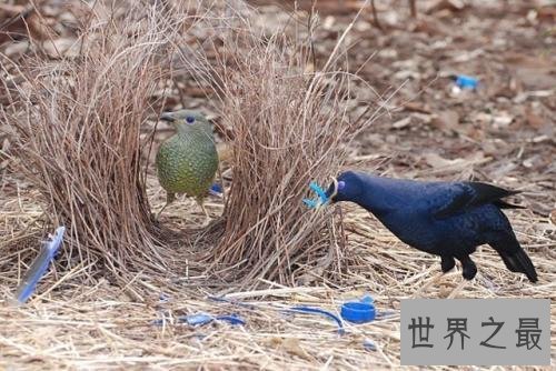 世界上最浪漫的10种动物,河豚竟是第一!