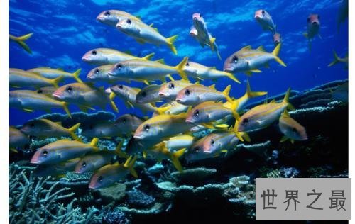 世界上最浪漫的10种动物,河豚竟是第一!