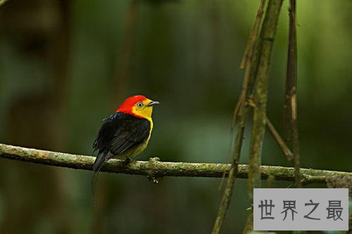 世界上最浪漫的10种动物,河豚竟是第一!