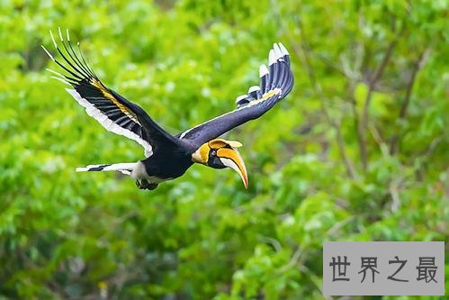 世界上最浪漫的10种动物,河豚竟是第一!