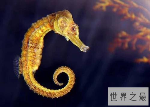 世界上最浪漫的10种动物,河豚竟是第一!